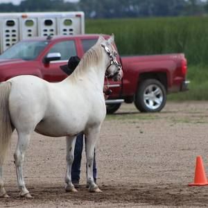 Meet your Posher, Gracie